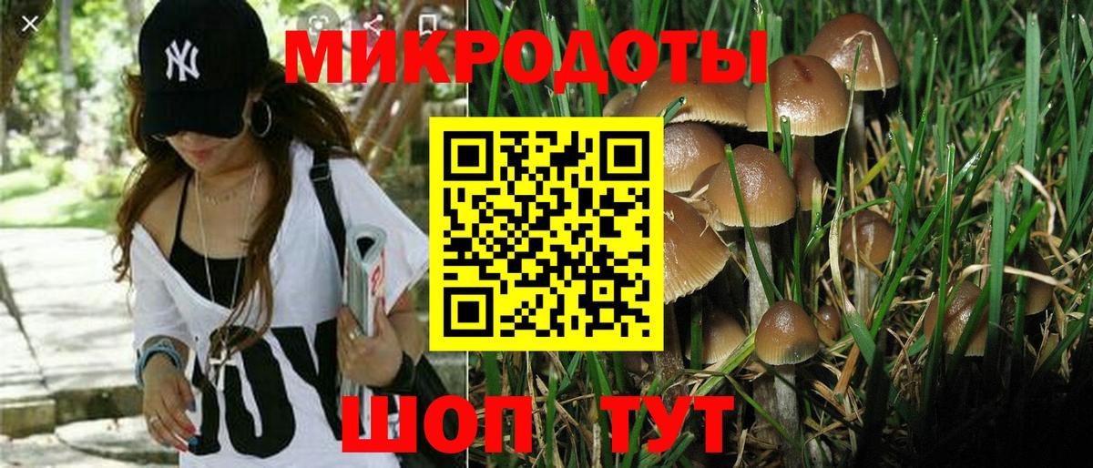 Галлюциногенные грибы Psilocybe Павлово